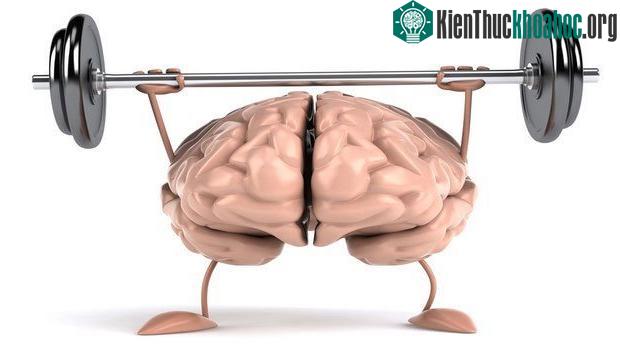Chính các tế bào thần kinh non trẻ mới sinh ra sẽ giữ trọng trách bảo vệ cho bộ nhớ sau này.