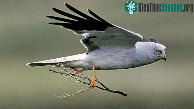Theo RSPB, chim ó xanh là một trong những loài chim săn mồi bị ngược đãi nhất ở Anh - (Ảnh của Andy Hay/RSPB Images).