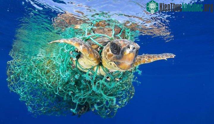 Rác còn giống như một cái bẫy nhốt giữ các loài sinh vật khiến chúng bị chết vì không thể kiếm ăn.