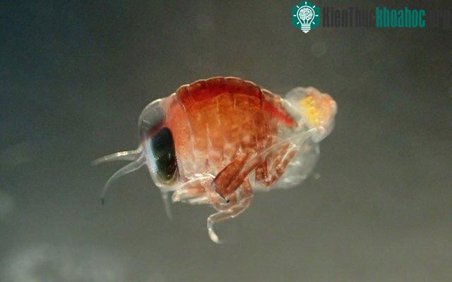 Loài Hyperiella dilatata mang một con ốc Clione limacina antarctica màu vàng sau lưng. (Ảnh: Charlotte Havermans/Alfred Wegener -Viện Nghiên cứu Biển và Địa cực).