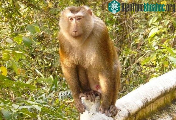Khỉ đuôi lợn hoạt động kiếm ăn ban ngày, cả ở thung lũng, rừng thưa, trên cây cũng như dưới mặt đất.