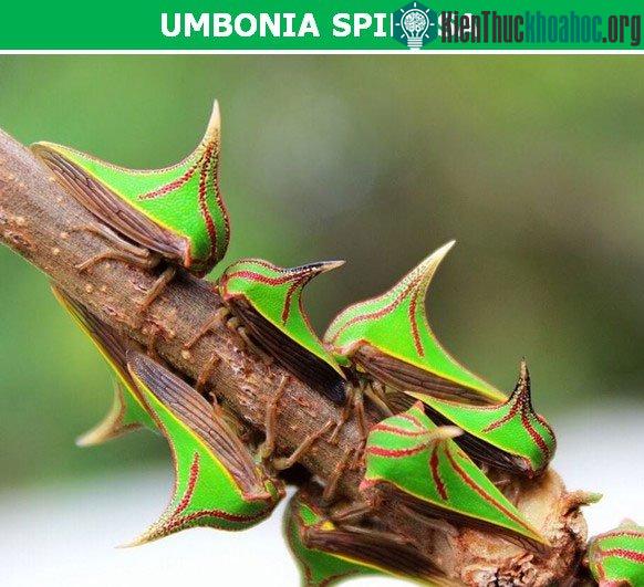 Umbonia Spinosa