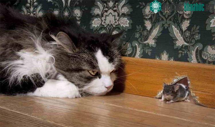 Khi lũ mèo xuất hiện, sẽ có rất ít chuột ra mặt.