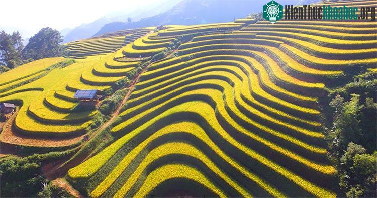 Từng thửa ruộng bậc thang chập chùng, uốn lượn như những cơn sóng vàng óng ả