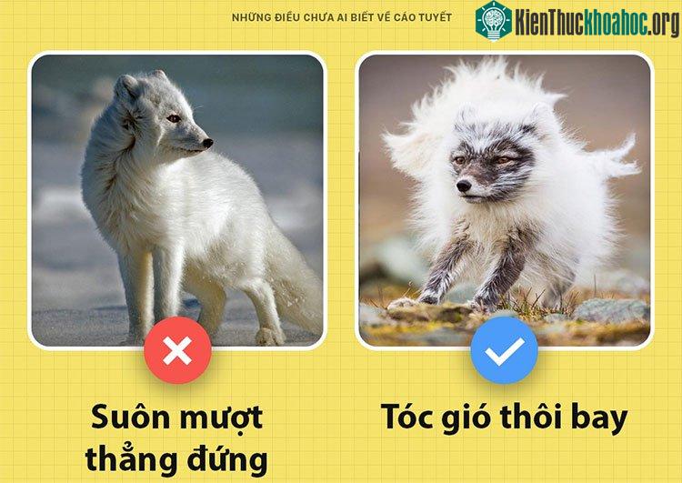 Cáo tuyết - ngay cái tên cũng đủ để liên tưởng đến một bộ lông trắng muốt êm mượt.