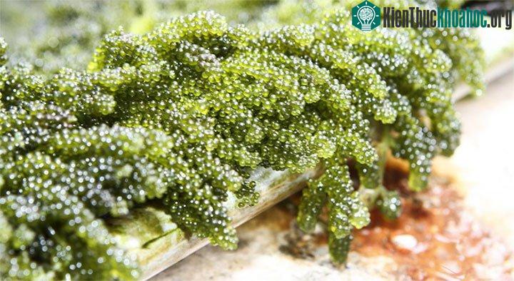 Rong biển giàu i ốt, giúp phòng ngừa bệnh bướu cổ như chúng ta đã biết.