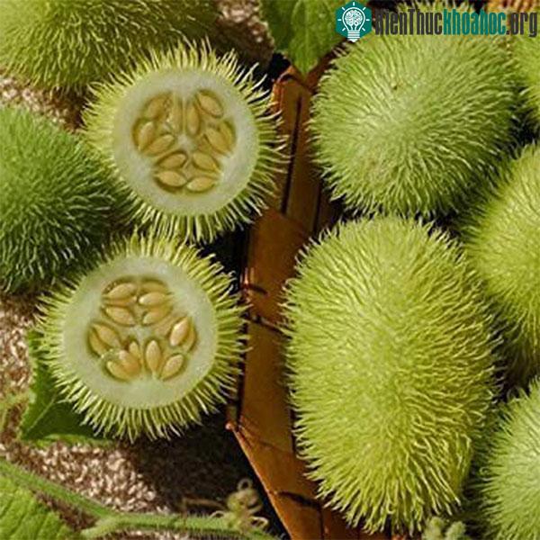 Bên ngoài thì giống chôm chôm nhưng bên trong lại là dưa chuột.