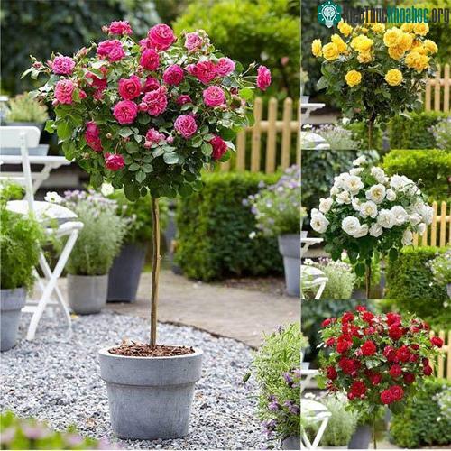 Với cây cảnh, xới đất xung quanh gốc cây rồi rải trực tiếp chế phẩm dạng bột quanh gốc vùng rễ cây