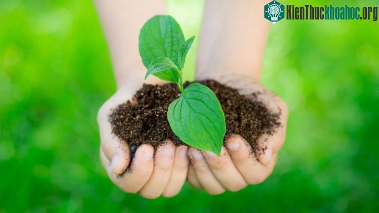 Đất và nước - hai tài nguyên sẽ không bị ảnh hưởng bởi sự sinh trưởng của những loài nấm này.