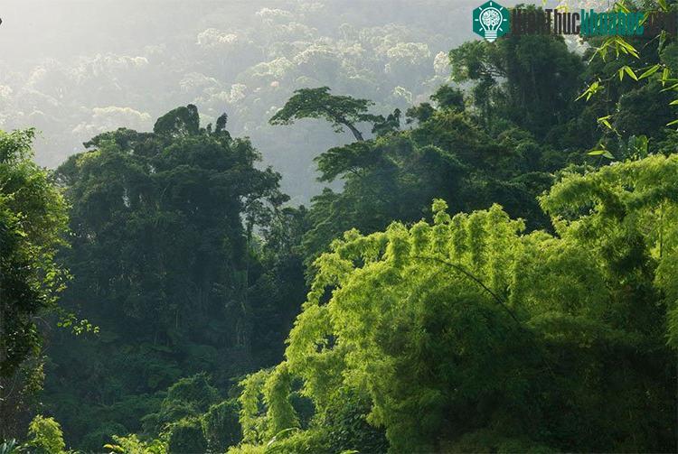 Rừng Madagascar (Đông Phi)