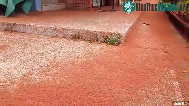 Mỗi cuộc di cư như vậy có đến hơn 100 triệu con cua tham gia.
