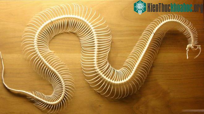 Số lượng xương rắn có thể lên tới 400 cái hoặc nhiều hơn.