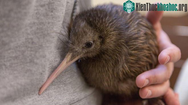 Chim Kiwi.