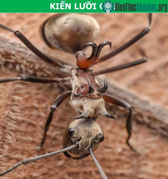 Kiến lưỡi câu