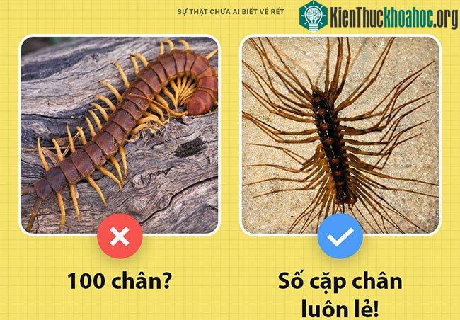 Số cặp chân của rết luôn là số lẻ.