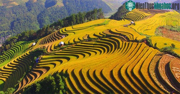 Theo chia sẻ của những người dân, năm nay lúa được mùa, vàng trĩu khắp các thửa ruộng bậc thang