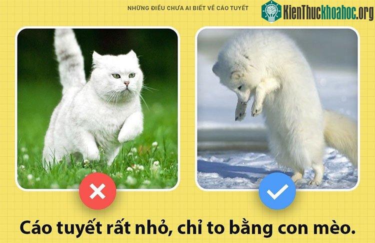 Cáo tuyết chỉ to bằng con mèo thôi