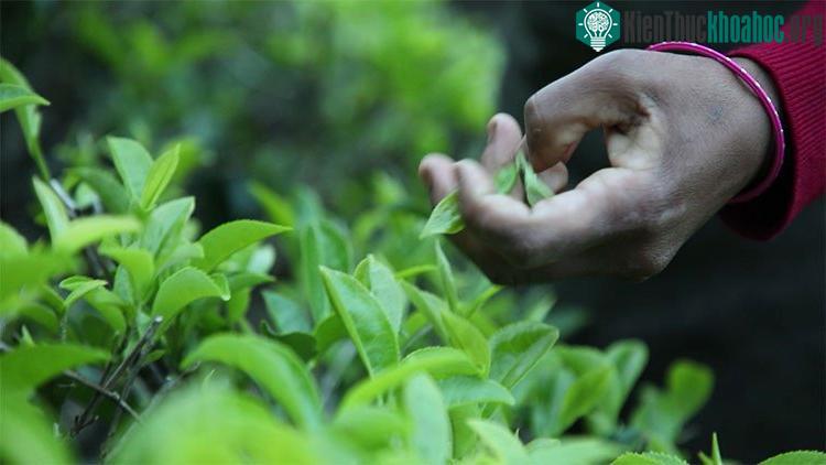 Họ cũng chỉ bứt đến 2 lá nõn của một búp trà.