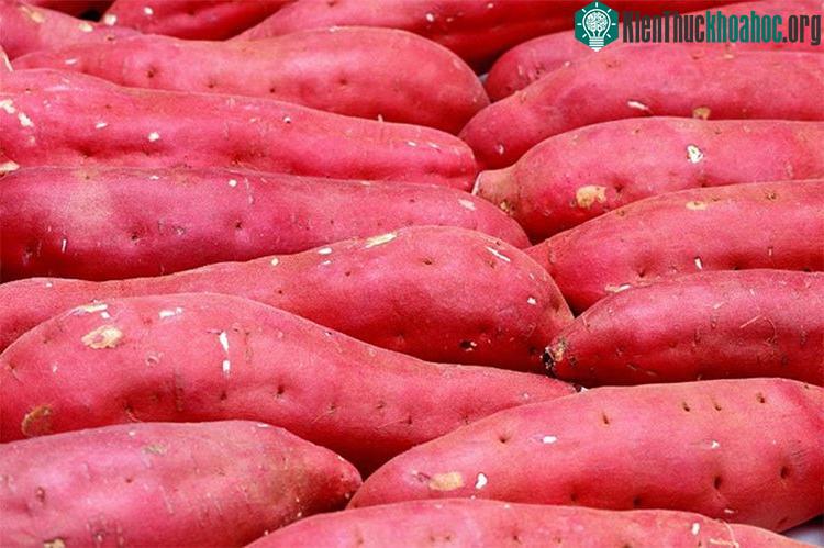 Chất dehydroepiandrosterone trong khoai lang có thể ngăn ngừa ung thư đại tràng và ung thư tuyến vú.