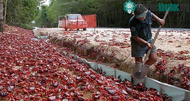 Cua đỏ trên đảo Giáng Sinh.