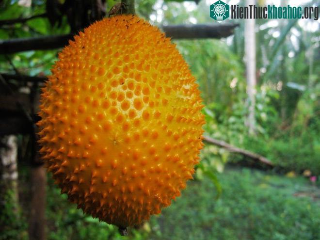 Nhìn vào chắc ai cũng đoán đây là quả gấc, đúng vậy không?