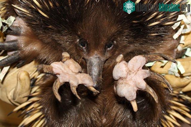 Thú lông nhím Echidna