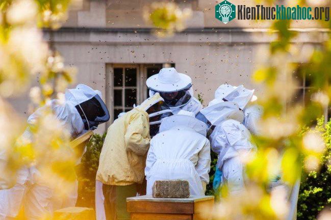 Những chiếc hộp quen thuộc của Paris nhưng bên trong đó là đàn ong đang cư ngụ.