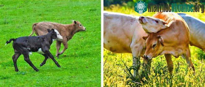 Để những đôi bạn bò ở cùng với nhau cũng là một cách để tăng sản lượng sữa chúng tạo ra.