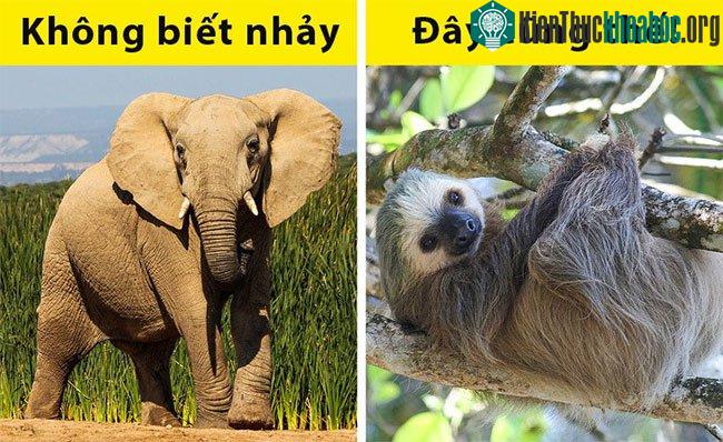 Trên thực tế thì có rất nhiều loài vật 4 chân cũng không thể nhảy, như hà mã, tê giác, hay con lười.
