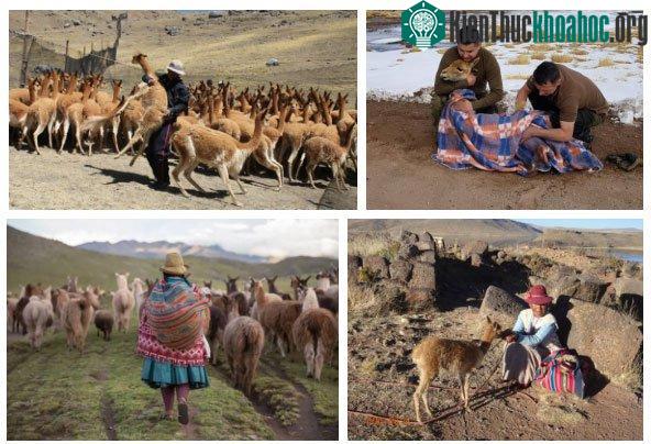 Ngày nay, lạc đà Vicuña lại tung tăng nô giỡn trên những vùng núi cao của dãy Andes.