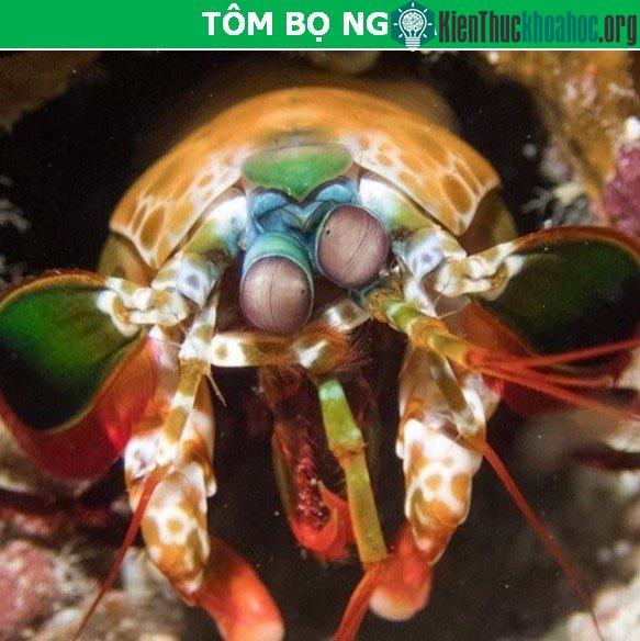 Tôm bọ ngựa