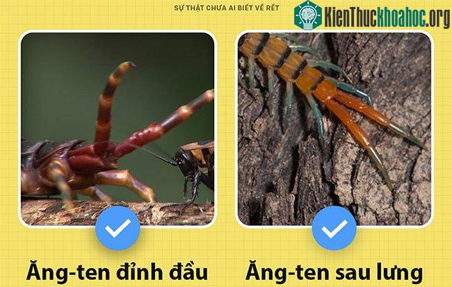 Với rết Amazon, tụi này có thể sử dụng vài cặp chân sau cùng để làm ăng-ten dự phòng.