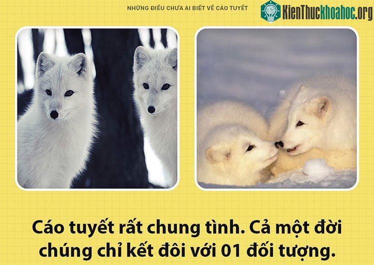 Cáo tuyết là loài chung tình hiếm thấy