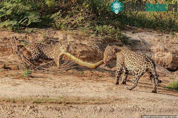 Sau một hồi giằng co quyết liệt, báo mẹ đành phải bỏ cuộc và rời đi