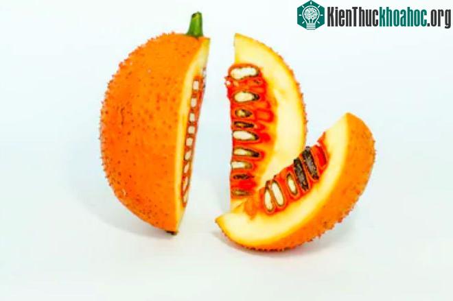 Thực chất đây là loại dưa chuột có tên Gak Cucumber.