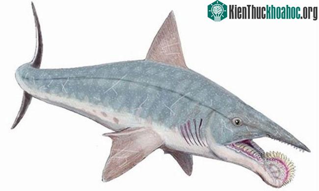 Helicoprion