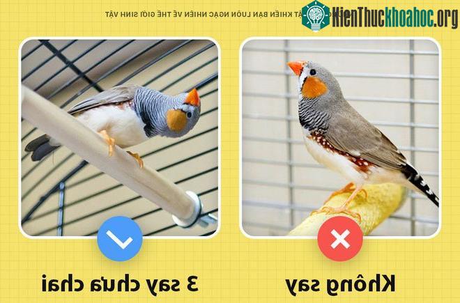 Khi say, chim sẽ hót ở một tông khác.