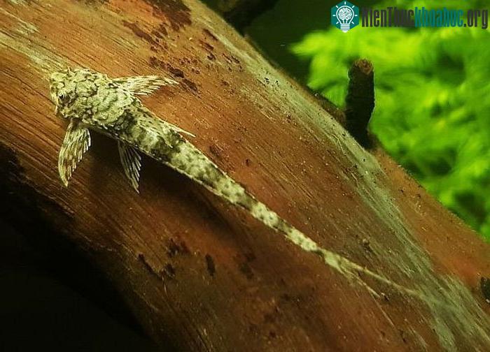 Cá trực thăng là loài cá sống thọ, có thể sống tới trên 10 năm.
