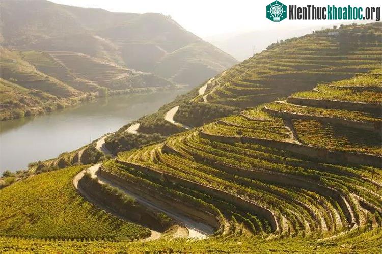 Sắc đỏ cam và vàng của ruộng nho bậc thang dọc bờ sông ở thung lũng Douro, Bồ Đào Nha