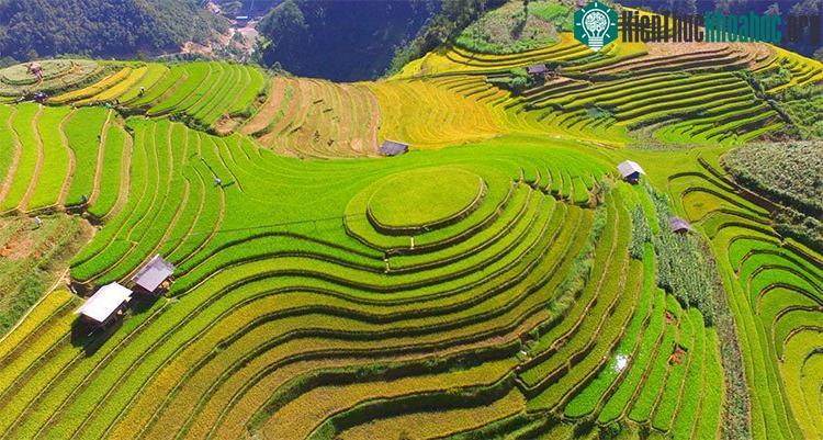 Đồi mâm xôi ở xã La Pán Tẩn là một trong những điểm đến nổi tiếng trong mùa vàng Mù Cang Chải