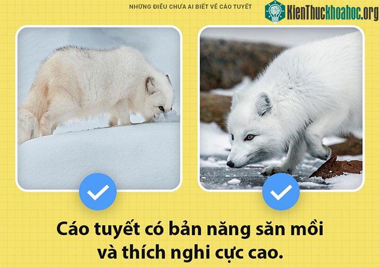 Cáo tuyết có bản năng săn mồi và thích nghi cực cao