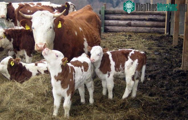 Bò có thể thân thiết với một hoặc một số cá thể nhất định.
