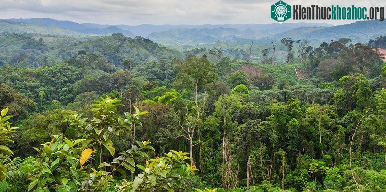 Lưu vực Congo, châu Phi