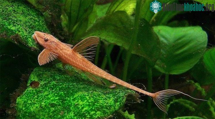 Với hình dáng đặc biệt khác lạ như một chiếc máy bay, cá trực thăng có giá thành hơi cao so với các loài cá khác.