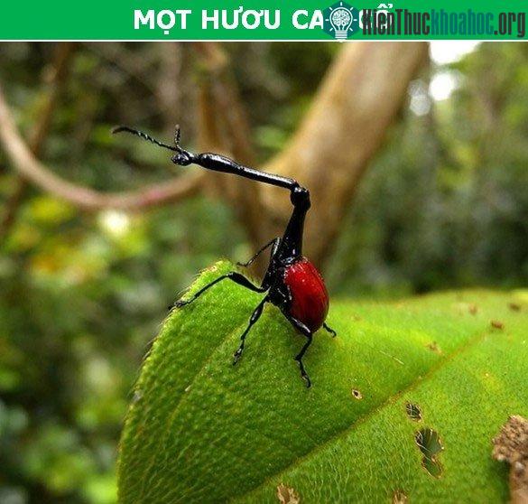 Mọt hươu cao cổ