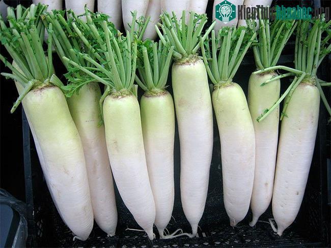 Củ cải có chức năng chống ung thư, nở phổi, hóa đờm, lợi tiểu.