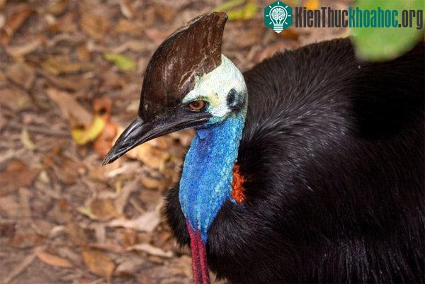 Đà điểu Cassowary