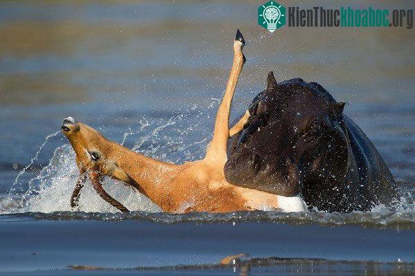 Và đây là câu chuyện sau khi cứu giúp.
