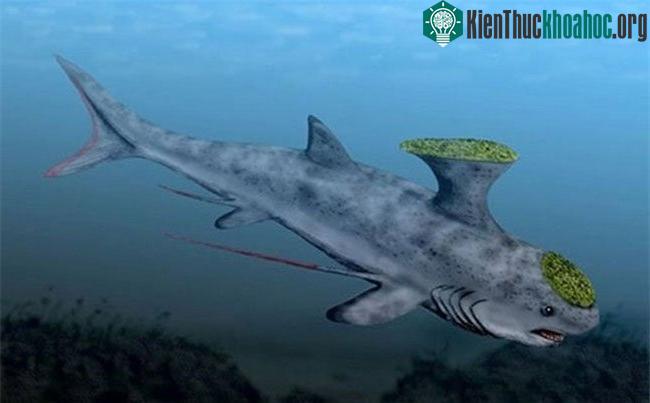 Sthethacanthus