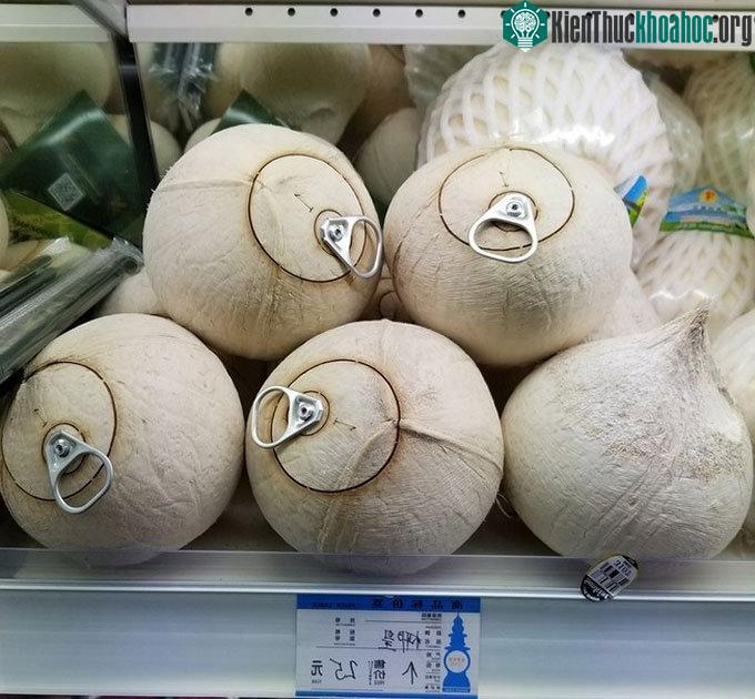 Dừa có nắp lon